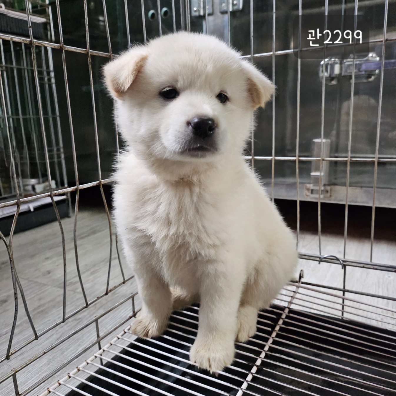 고양시동물보호센터_441394202302299
